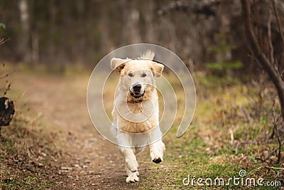 Crazy, cute and happy dog breed golden retriever running in the forest and has fun at sunset Stock Photo