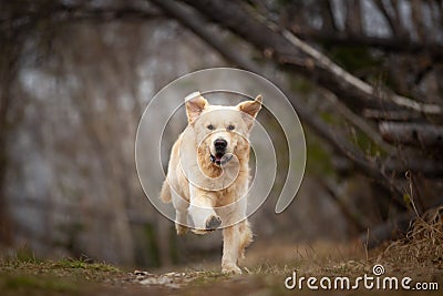 Crazy, cute and happy dog breed golden retriever running in the forest and has fun at sunset Stock Photo