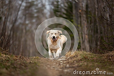 Crazy, cute and happy dog breed golden retriever running in the forest and has fun at sunset Stock Photo