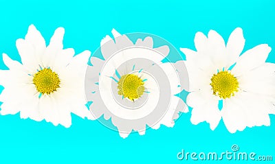 Crazy Daisies Stock Photo