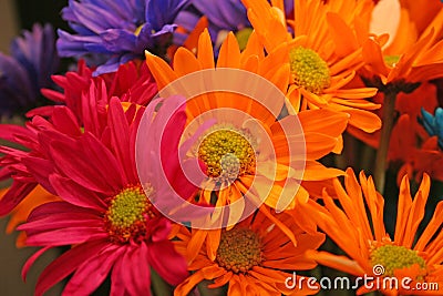 Crazy Daisies Stock Photo