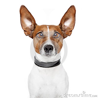 Crazy dog with big lazy eyes Stock Photo