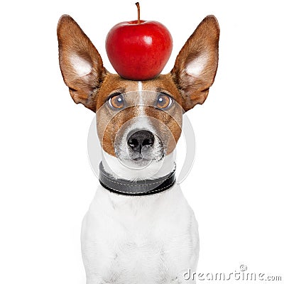 Crazy dog with big lazy eyes Stock Photo