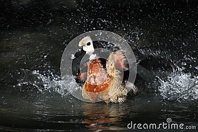 Crazy duck Stock Photo