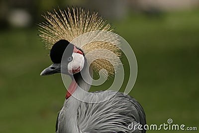 Crazy,exotic bird in Hawaii Stock Photo