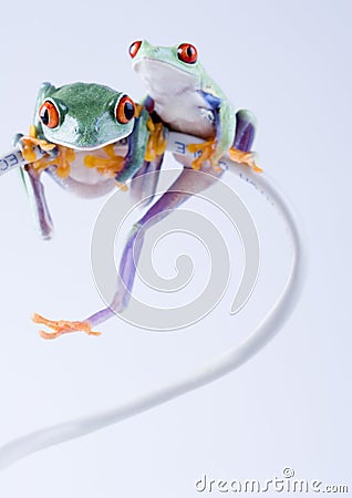 Crazy frogs Stock Photo