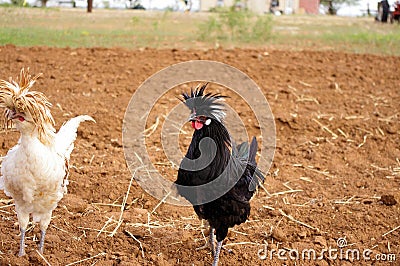 Pair of white and black Polish crested roosters with crazy hairdos Stock Photo