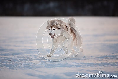 Crazy, happy and cute beige and white dog breed siberian husky running on the snow path in the field Stock Photo