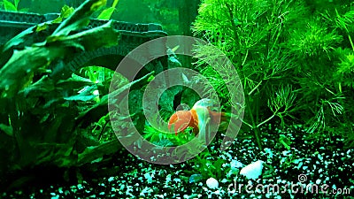 Crazy little lionhead redcap veil tail goldfish Stock Photo