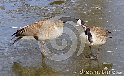 Crazy lovers Stock Photo