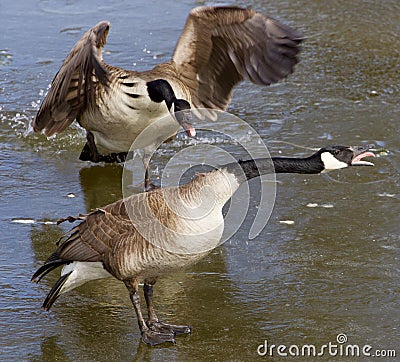 Crazy pair Stock Photo