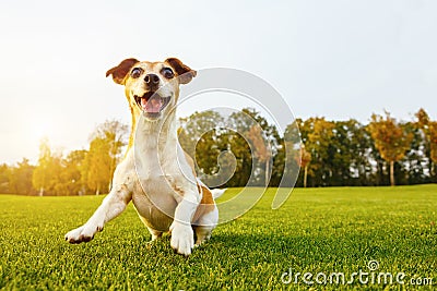 Crazy playfull cool dog dancing jumping on the grass. Stock Photo