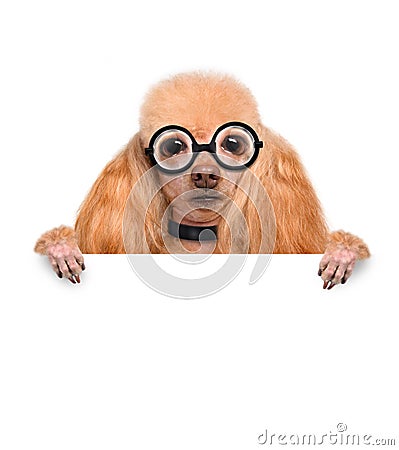 Crazy silly dog with funny glasses Stock Photo