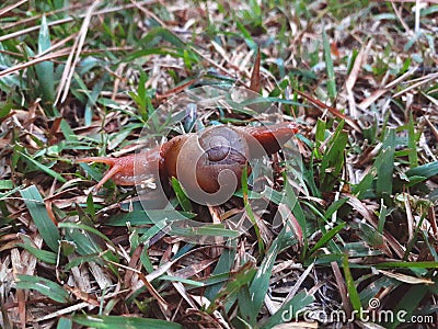 Crazy snail playing and crawling in grass Stock Photo