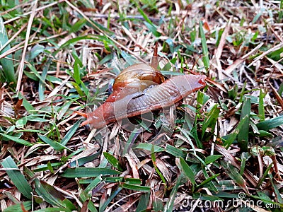 Crazy snail playing and crawling in grass Stock Photo