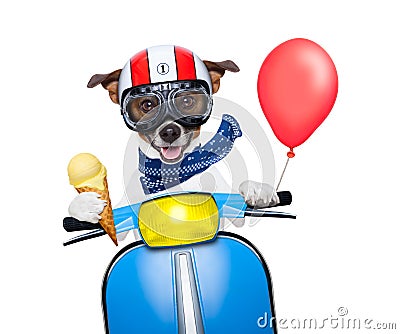Crazy speed dog Stock Photo