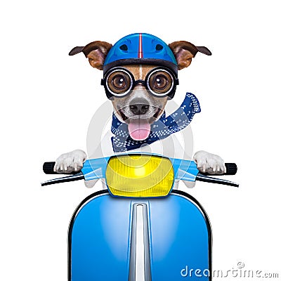 Crazy speed dog Stock Photo