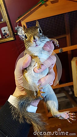 Crazy squirrel Stock Photo