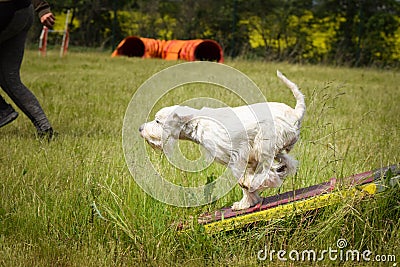 Crazy white dog is running in agility park on dog walk. Stock Photo