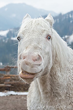 Crazy white horse Stock Photo