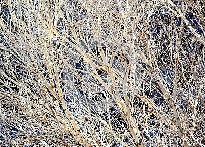 Crazy white tree limbs tangled and entwined that look like a Jackson Pollack painting Stock Photo