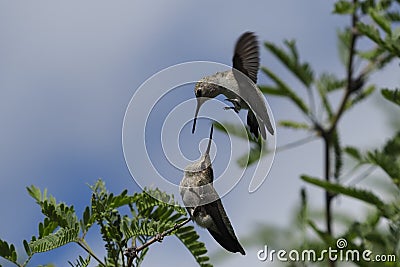 Crazy About You- humming bird fun - Stock Photo