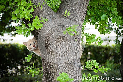 Cream colored orange and white street cat climbs a tree to escape the danger of a passing dog Stock Photo