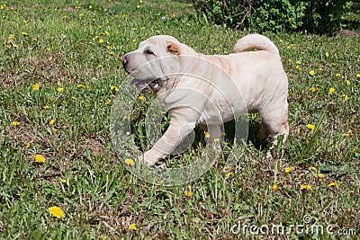 Cream-colored shar-pei puppy is playing on a green meadow. Stock Photo