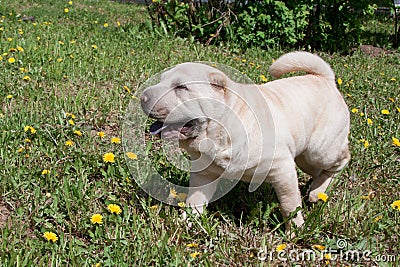 Cream-colored shar-pei puppy is walking on a green meadow. Stock Photo