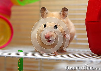 Cream hamster Stock Photo