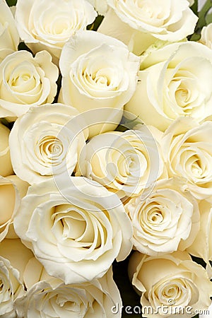 Cream roses Stock Photo