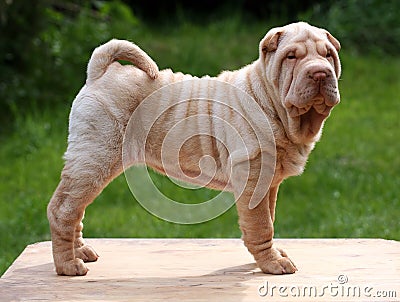 Cream shar pei puppy standing2 Stock Photo