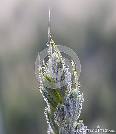 Cream of a spikelet of wheat with small drops of morning dew Stock Photo