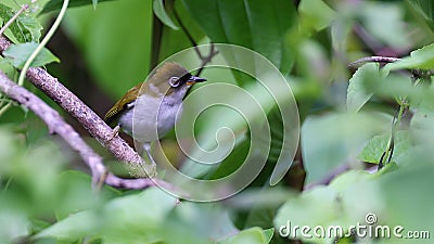 Cream-throated white-eye (Zosterops atriceps), endemic bird of Indonesia Stock Photo