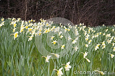 Cream and yellow daffodills Stock Photo