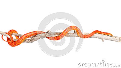 Creamsicle Corn Snake (Elaphe guttata guttata) on a dry branch Stock Photo