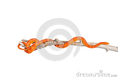 Creamsicle Corn Snake (Elaphe guttata guttata) on a dry branch. isolated Stock Photo