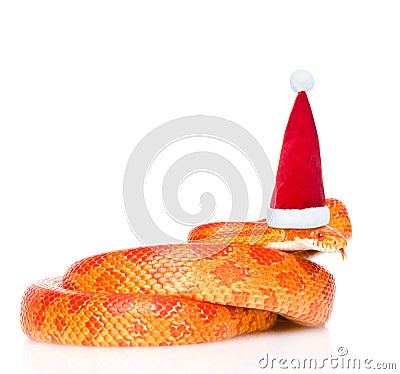 Creamsicle Corn Snake in red christmas hat. isolated on white Stock Photo