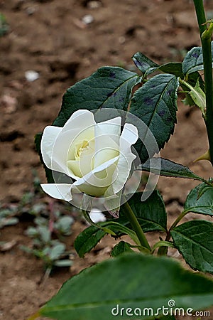 Creamy white rose flower cultivar La Paloma, with yellowish petal center, established by german rose breeding company Tantau Stock Photo