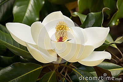 A creamy white Southern Magnolia Blossom Stock Photo