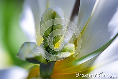 Creamy white and yellow tulip flower centerpiece macro, pistil Stock Photo