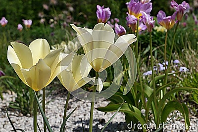 Creamy yellow coloured group of tulip flower, possibly Tulipa Fosteriana type Stock Photo