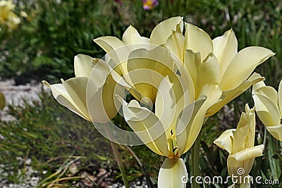 Creamy yellow coloured group of tulip flower, possibly Tulipa Fosteriana type Stock Photo