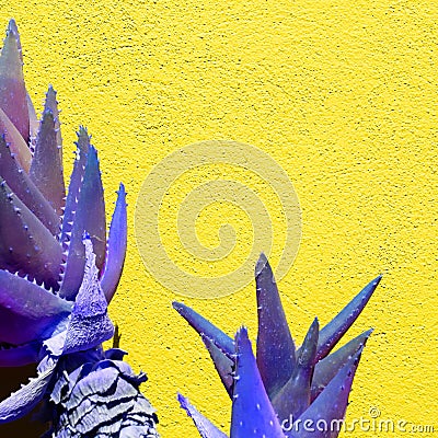 Creative Aloe against yellow wall background Stylish minimalist design wallpapers. Trends colours combination Stock Photo
