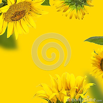 Creative background with flying yellow sunflowers, green leaves Flat lay. Frame from beautiful sunflowers floral card. Template Stock Photo