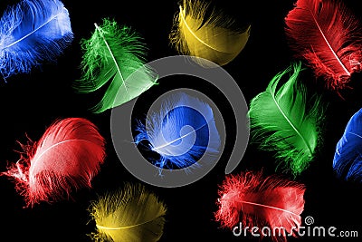 Creative black background with colorful feathers. Abstract backdrop of swan feathers. Natural backdrop. Minimal, styled concept Stock Photo