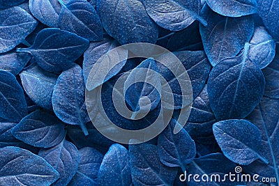 Creative blue leaves layout. Supernatural concept. Flat lay top view copy space. Stock Photo