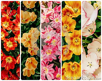 Creative collage best spring tulips vertical photo. Stock Photo