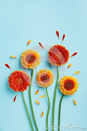 Creative composition of beautiful yellow and orange gerbera flowers with petals on blue background. Autumn concept. Greeting card Stock Photo