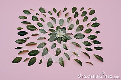 Creative composition in Green little leaves and flower represented over pink background separately. Stock Photo